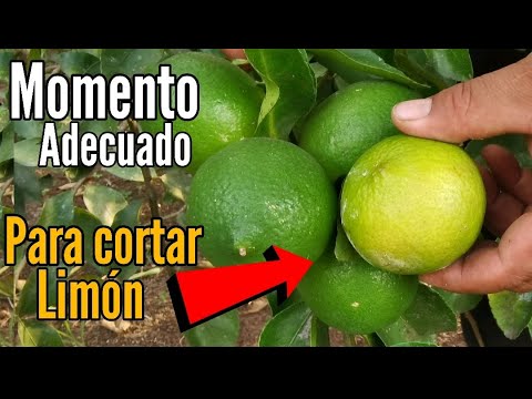 El mejor momento para recolectar limones: consejos y recomendaciones
