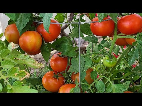 Consejos para engordar los tomates de forma natural
