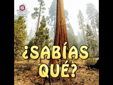 El gigante arbóreo de España: ¿Cuál es el árbol más grande?