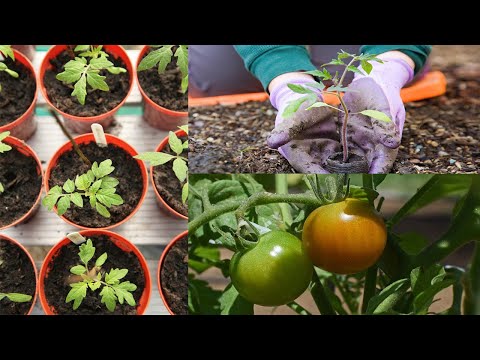 Mejor época para plantar tomates: consejos y recomendaciones
