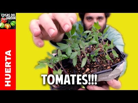 El mejor momento para hacer semilleros de tomates y pimientos