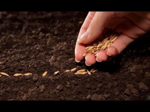 Aprende cómo se llama la acción de plantar semillas
