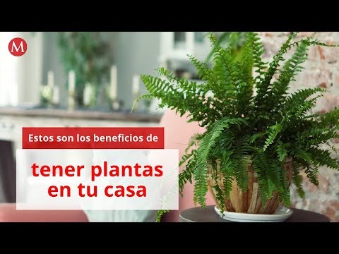 Los beneficios de tener plantas en casa