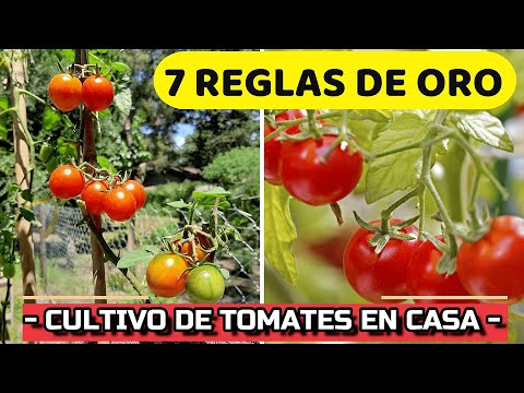 Mejores momentos para plantar tomates: guía completa de siembra
