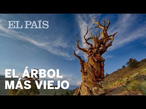 El árbol más antiguo de España: Historia y curiosidades