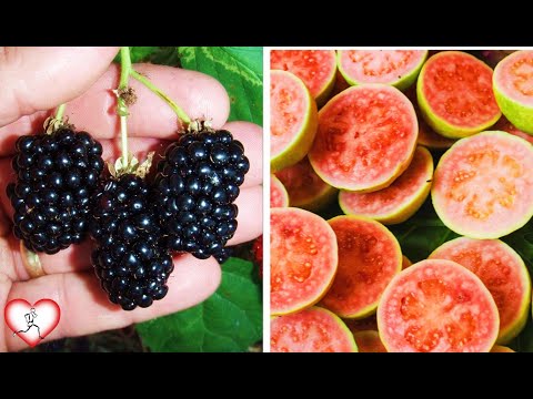 10 frutas deliciosas y saludables que debes probar