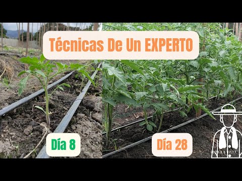 Máximo rendimiento de tomate por planta: ¿Cuántos kilos puede producir?