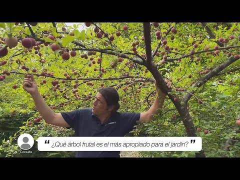 El valor de un árbol frutal: ¿Cuánto cuesta?