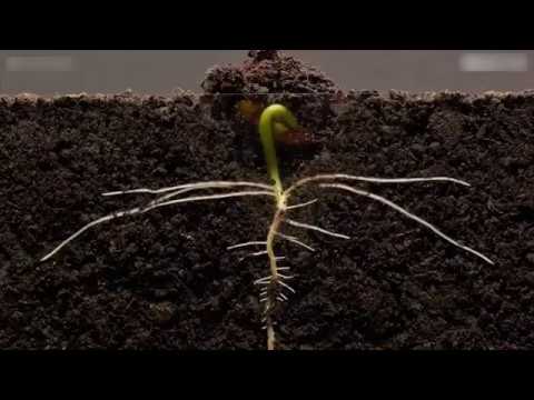 Las semillas más rápidas para crecer en tierra